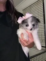 Poma, a female Pomeranian for sale in Indianapolis, IN – 1 of 1