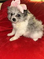 Tori, a female Pomeranian for sale in Indianapolis, IN – 2 of 2