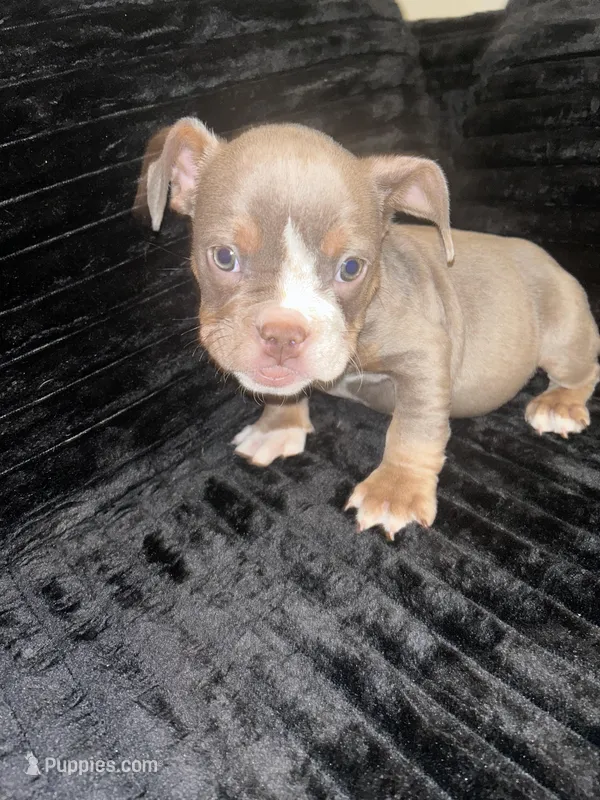 Carmelo, a male American Bully for sale in Indianapolis, IN – Photo 1 of 1