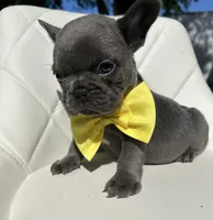 Tyler, a male French Bulldog for sale in Indianapolis, IN – 3 of 3
