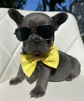 Tyler, a male French Bulldog for sale in Indianapolis, IN – 2 of 3