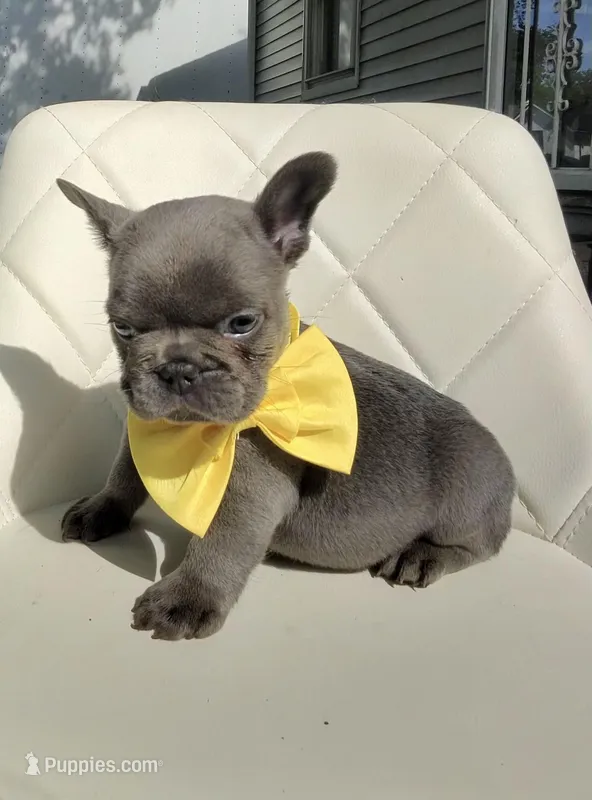 Tyler – French Bulldog puppy for sale in Indianapolis, IN