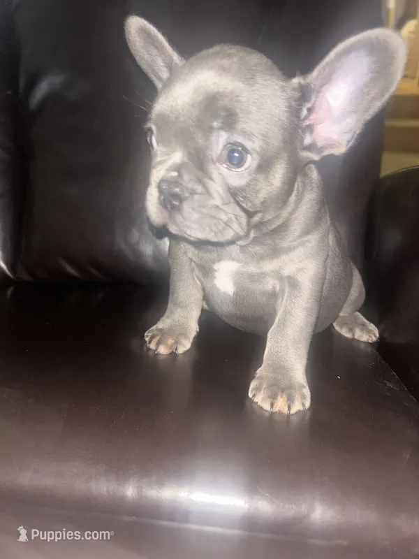 Blueberry  – French Bulldog puppy for sale in Indianapolis, IN