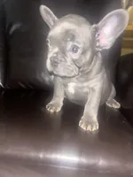 Blueberry , a male French Bulldog for sale in Indianapolis, IN – 1 of 3