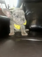 Benny, a male French Bulldog for sale in Indianapolis, IN – 2 of 2