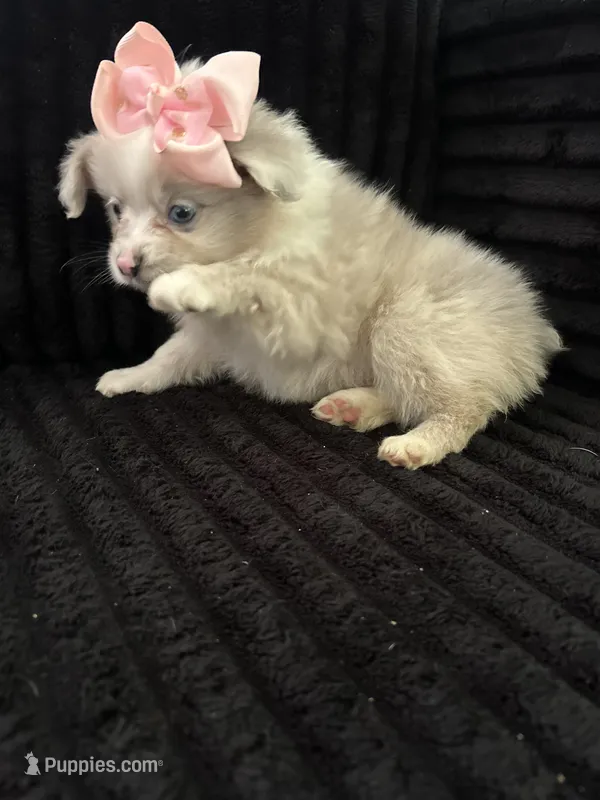 Poms – Pomeranian puppy for sale in Indianapolis, IN