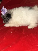 Tiffany, a female Pomeranian for sale in Indianapolis, IN – 2 of 3