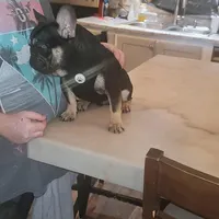 Reggie, a male French Bulldog for sale in Indianapolis, IN – Photo 1 of 2