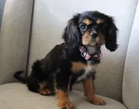 Lilly, a female Cavalier King Charles Spaniel for sale in Hesperia, CA – 4 of 4