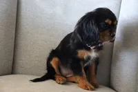 Lilly, a female Cavalier King Charles Spaniel for sale in Hesperia, CA – 2 of 4