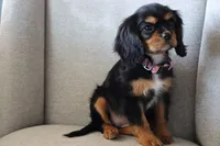 Lilly, a female Cavalier King Charles Spaniel for sale in Hesperia, CA – 3 of 4