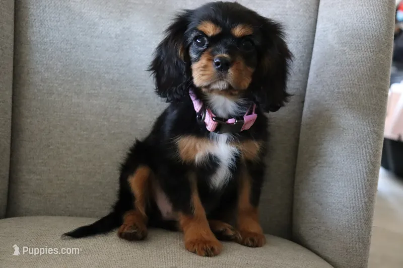 Lilly – Cavalier King Charles Spaniel puppy for sale in Hesperia, CA