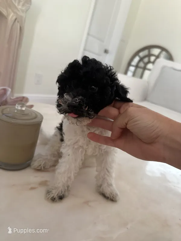 Luis – Miniature Goldendoodle puppy for sale in Bonita Springs, FL