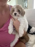 Chloe, a female Miniature Goldendoodle for sale in Bonita Springs, FL – 2 of 3