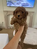 Cooper, a male Miniature Goldendoodle for sale in Bonita Springs, FL – 3 of 4