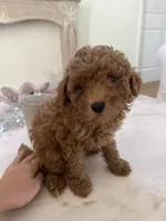 Cooper, a male Miniature Goldendoodle for sale in Bonita Springs, FL – 1 of 4