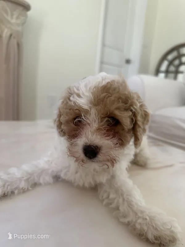 Chloe – Miniature Goldendoodle puppy for sale in Bonita Springs, FL