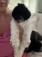 Pepe, a male Miniature Goldendoodle for sale in Bonita Springs, FL – 2 of 3