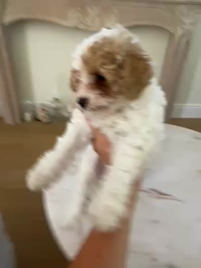 Chloe, a female Miniature Goldendoodle for sale in Bonita Springs, FL – 3 of 3