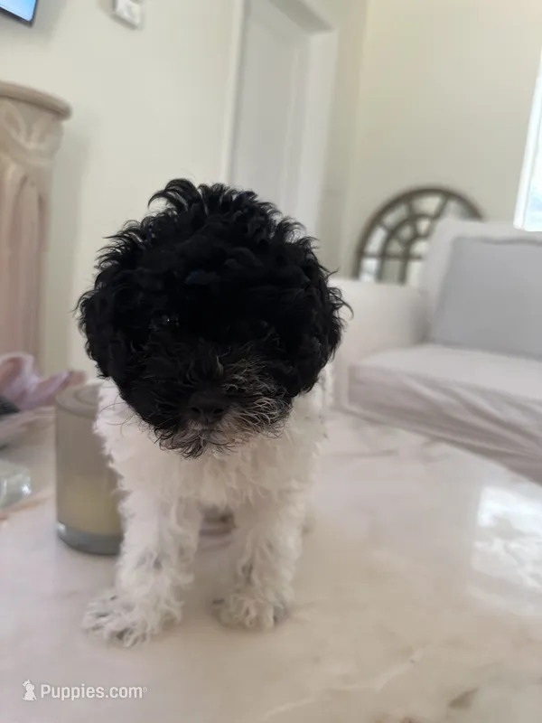 Pepe – Miniature Goldendoodle puppy for sale in Bonita Springs, FL