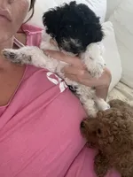 Luis, a male Miniature Goldendoodle for sale in Bonita Springs, FL – 2 of 3