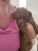 Cooper, a male Miniature Goldendoodle for sale in Bonita Springs, FL – 2 of 4