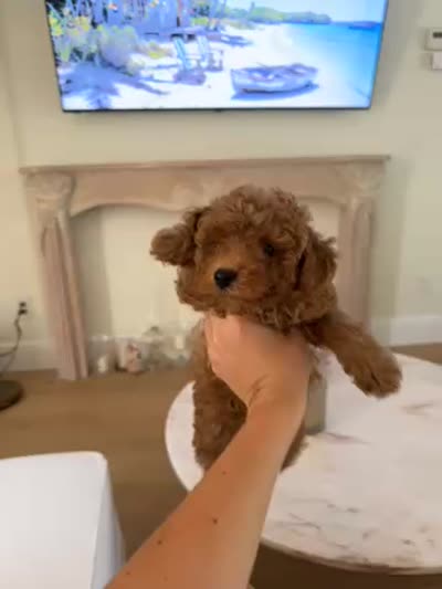 Cooper, a male Miniature Goldendoodle for sale in Bonita Springs, FL – 4 of 4