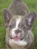 Fluffy French Bulldog , a male French Bulldog for sale in Ontario, CA – Photo 4 of 6