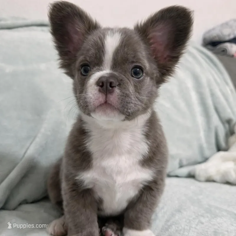 Fluffy French Bulldog  – French Bulldog puppy for sale in Ontario, CA