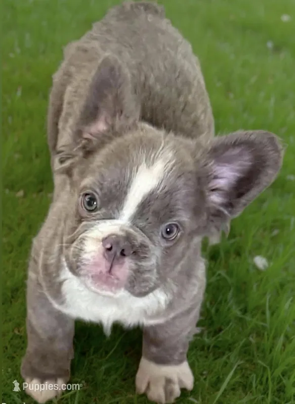Fluffy French Bulldog  – French Bulldog puppy for sale in Ontario, CA