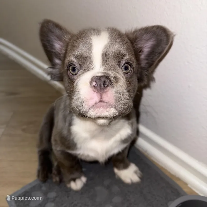 Fluffy French Bulldog  – French Bulldog puppy for sale in Ontario, CA