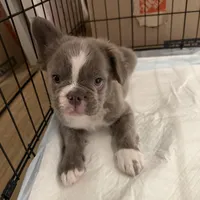 Fluffy French Bulldog , a male French Bulldog for sale in Ontario, CA – Photo 3 of 6