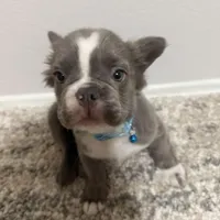 Fluffy French Bulldog , a male French Bulldog for sale in Ontario, CA – Photo 6 of 6