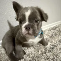 Fluffy French Bulldog , a male French Bulldog for sale in Ontario, CA – Photo 5 of 6