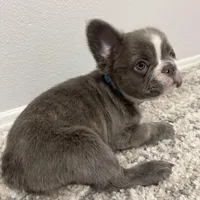 Fluffy French Bulldog , a male French Bulldog for sale in Ontario, CA – Photo 2 of 6