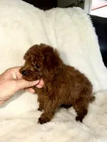 Green, a male Poodle - Miniature  for sale in Harrisburg, SD – 5 of 9