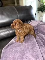 White, a female Poodle - Miniature  for sale in Harrisburg, SD – 5 of 9
