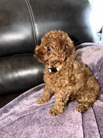 White, a female Poodle - Miniature  for sale in Harrisburg, SD – 6 of 9