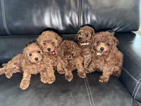 Purple, a female Poodle - Miniature  for sale in Harrisburg, SD – 9 of 10