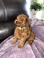 White, a female Poodle - Miniature  for sale in Harrisburg, SD – 4 of 9