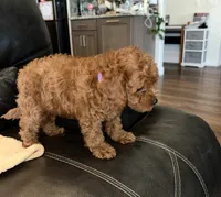 Purple, a female Poodle - Miniature  for sale in Harrisburg, SD – 7 of 10