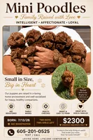 Green, a male Poodle - Miniature  for sale in Harrisburg, SD – 7 of 9