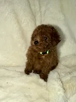 Green, a male Poodle - Miniature  for sale in Harrisburg, SD – 4 of 9