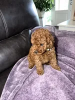White, a female Poodle - Miniature  for sale in Harrisburg, SD – 2 of 9