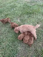 Blue, a male Poodle - Miniature  for sale in Harrisburg, SD – 6 of 6