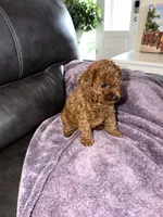 White, a female Poodle - Miniature  for sale in Harrisburg, SD – 3 of 9