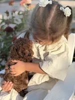 White, a female Poodle - Miniature  for sale in Harrisburg, SD – 8 of 9