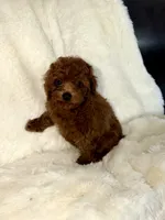 Green, a male Poodle - Miniature  for sale in Harrisburg, SD – 6 of 9