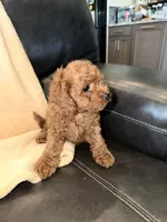 Purple, a female Poodle - Miniature  for sale in Harrisburg, SD – 4 of 10