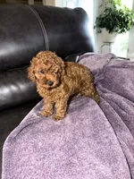 White, a female Poodle - Miniature  for sale in Harrisburg, SD – 7 of 9